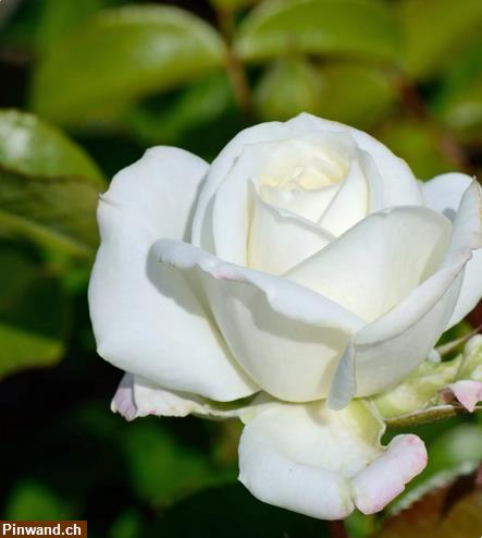 Bild 2: Rose Alabaster Nostalgierose Edelrose Tantau zu verkaufen