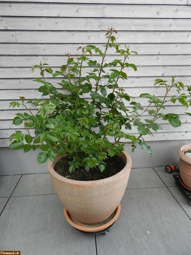 Bild 3: Rose Alabaster Nostalgierose Edelrose Tantau zu verkaufen