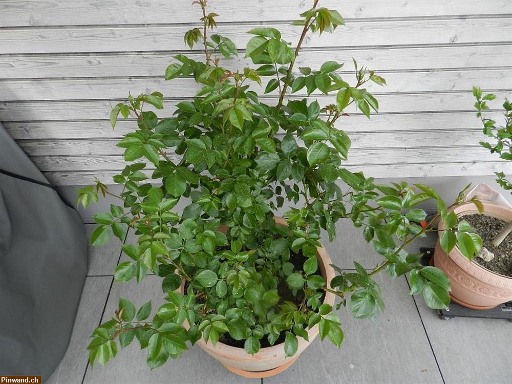 Bild 4: Rose Alabaster Nostalgierose Edelrose Tantau zu verkaufen