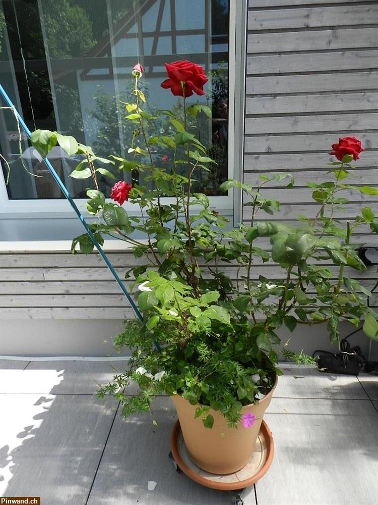 Bild 1: Rose dunkelrot stark duftend im Topf zu verkaufen