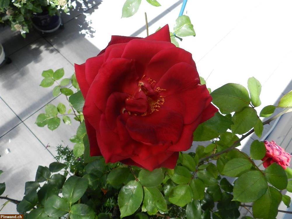 Bild 2: Rose dunkelrot stark duftend im Topf zu verkaufen