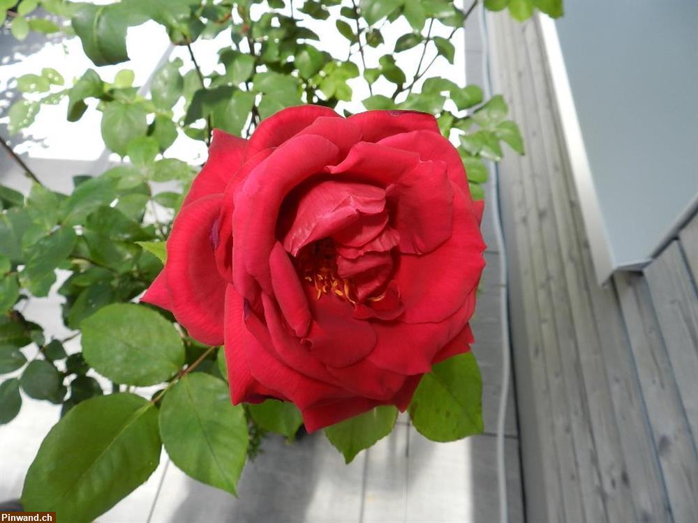 Bild 3: Rose dunkelrot stark duftend im Topf zu verkaufen