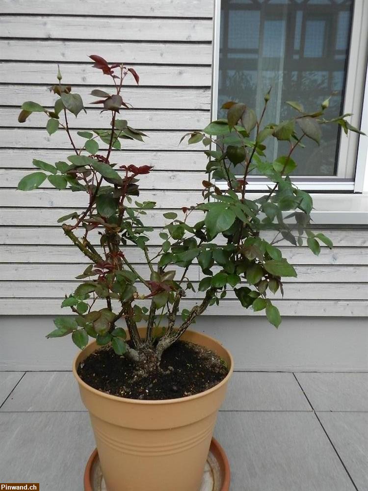 Bild 4: Rose dunkelrot stark duftend im Topf zu verkaufen