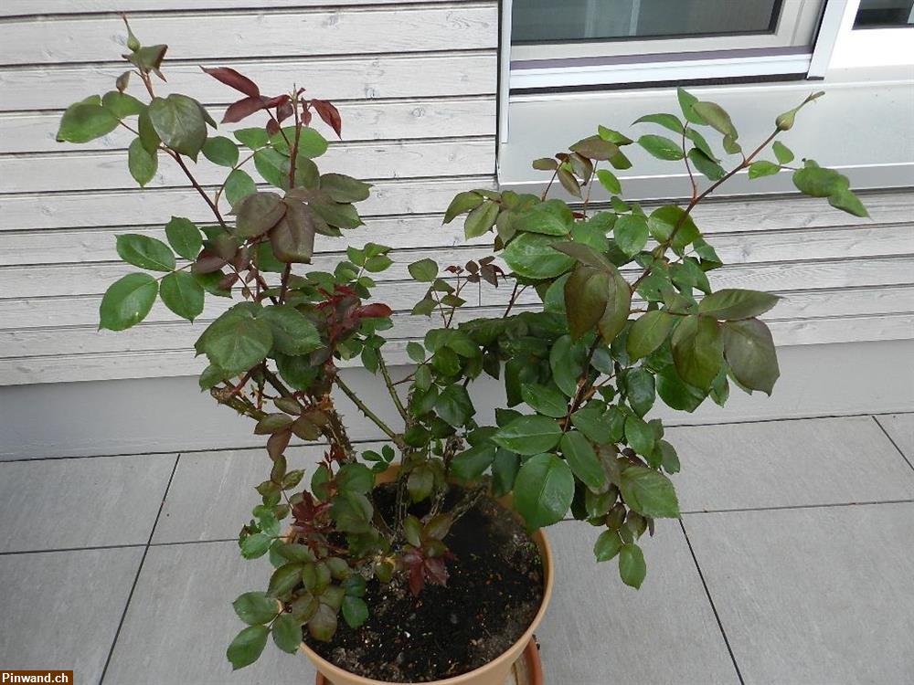 Bild 5: Rose dunkelrot stark duftend im Topf zu verkaufen