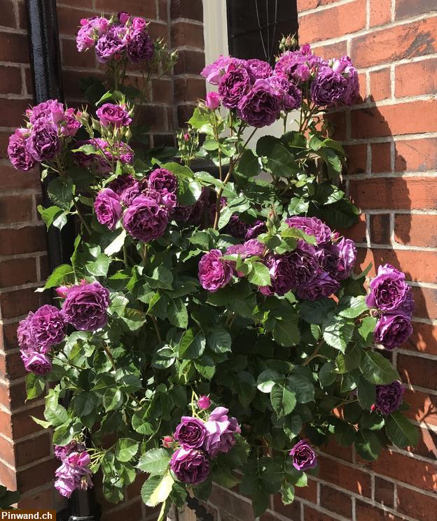 Bild 1: Rose Minerva violett Floribundarose zu verkaufen