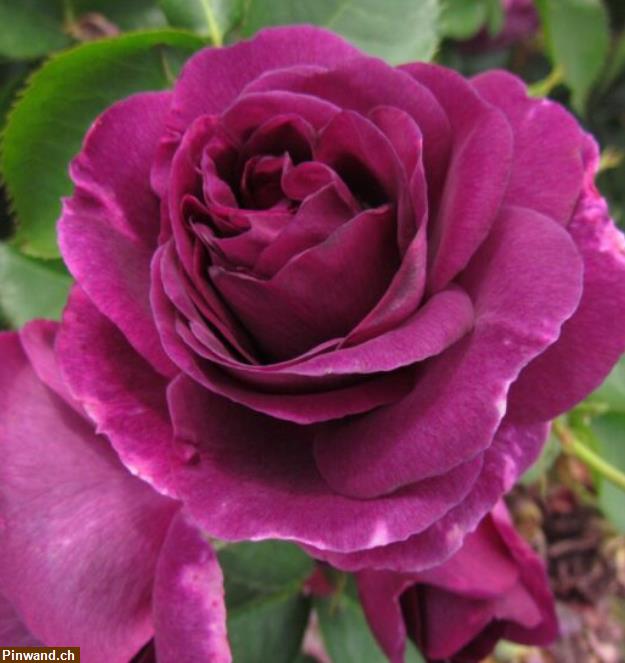 Bild 2: Rose Minerva violett Floribundarose zu verkaufen
