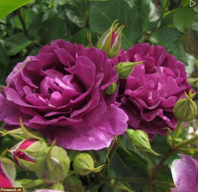 Bild 3: Rose Minerva violett Floribundarose zu verkaufen