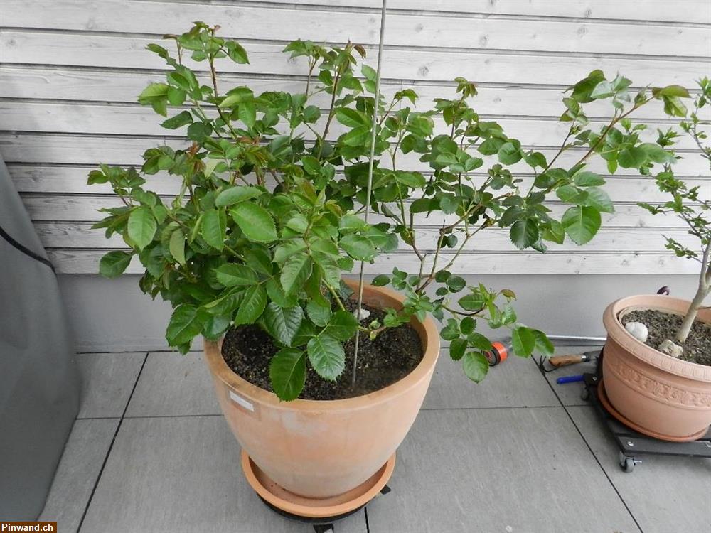 Bild 4: Rose Minerva violett Floribundarose zu verkaufen