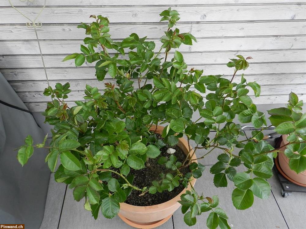 Bild 5: Rose Minerva violett Floribundarose zu verkaufen