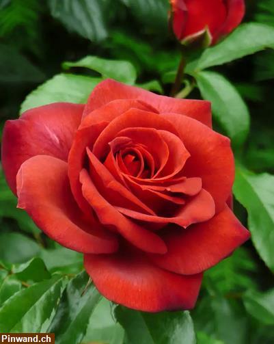 Bild 1: Rose Nubya orange Floribundarose im Topf