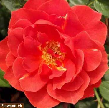 Bild 2: Rose Nubya orange Floribundarose im Topf