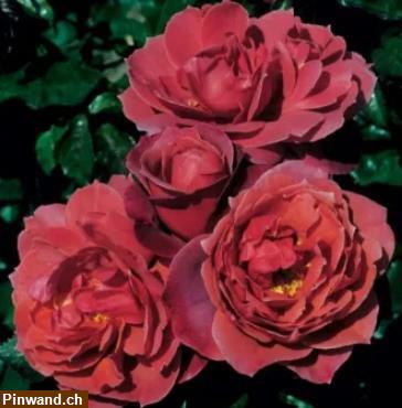 Bild 3: Rose Nubya orange Floribundarose im Topf