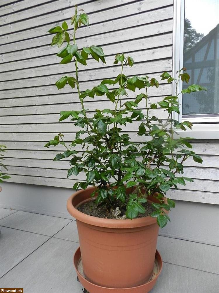 Bild 4: Rose Nubya orange Floribundarose im Topf
