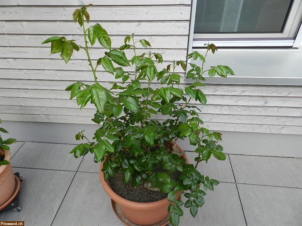 Bild 5: Rose Nubya orange Floribundarose im Topf