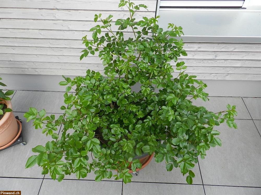 Bild 5: Rose Sedana apricotfarben Beetrose im Topf