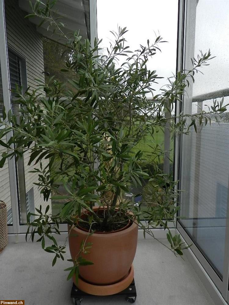 Bild 1: Olivenstrauch Olivenbäumchen Olea Europaea im Topf