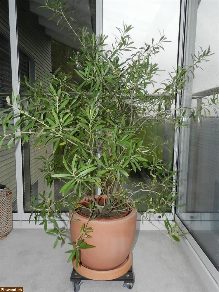 Bild 2: Olivenstrauch Olivenbäumchen Olea Europaea im Topf