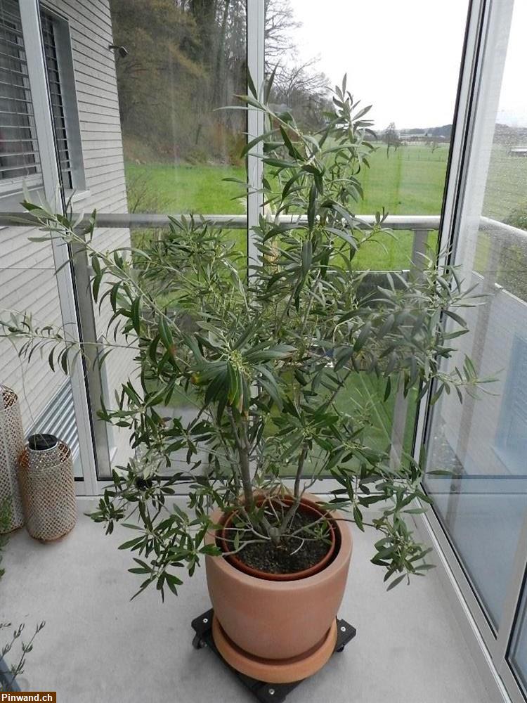 Bild 3: Olivenstrauch Olivenbäumchen Olea Europaea im Topf