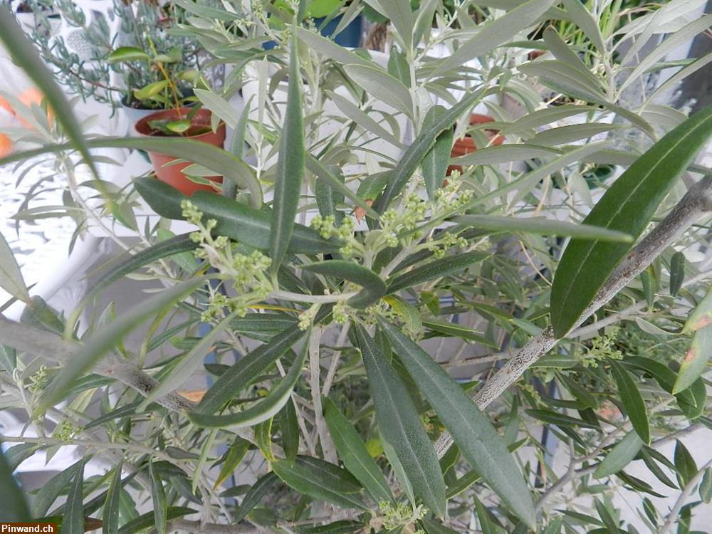 Bild 4: Olivenstrauch Olivenbäumchen Olea Europaea im Topf