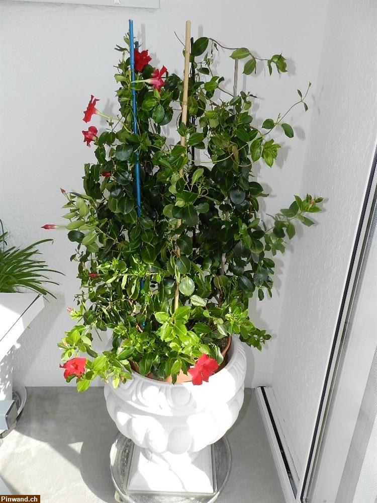 Bild 1: Mandevilla Dipladenia Tropidenia im Topf