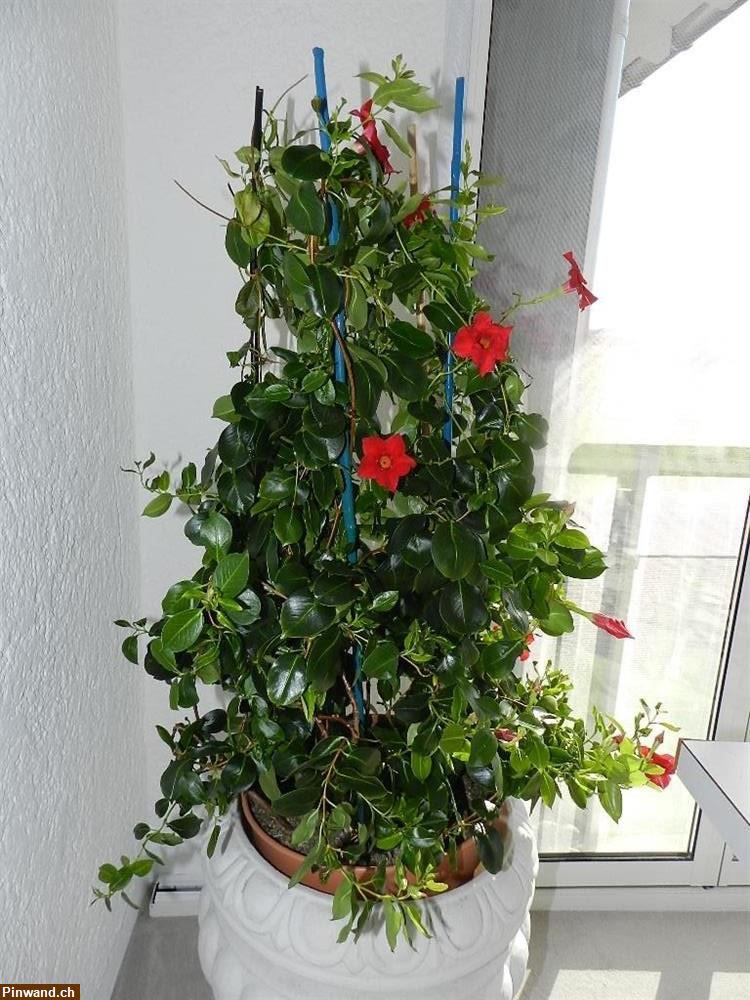 Bild 2: Mandevilla Dipladenia Tropidenia im Topf