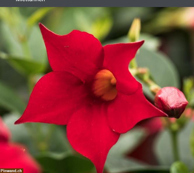 Bild 3: Mandevilla Dipladenia Tropidenia im Topf