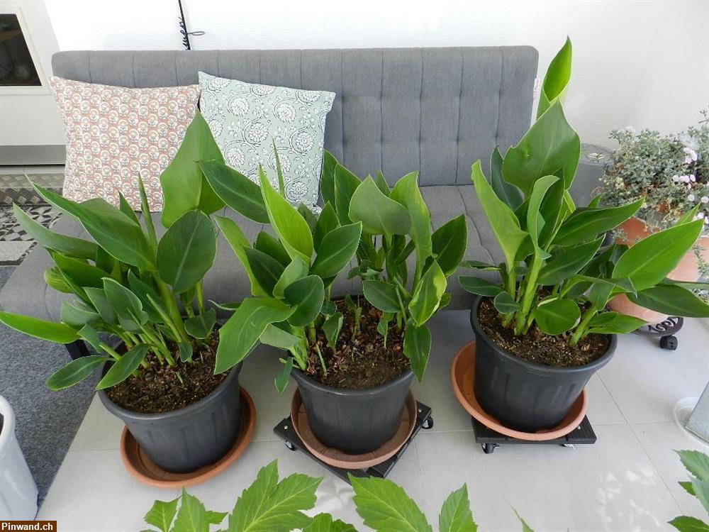 Bild 1: Canna Indisches Blumenrohr zu verkaufen