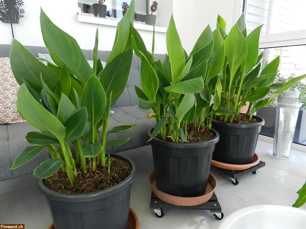 Bild 2: Canna Indisches Blumenrohr zu verkaufen