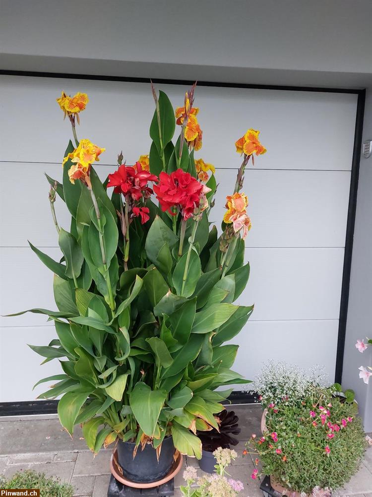 Bild 3: Canna Indisches Blumenrohr zu verkaufen