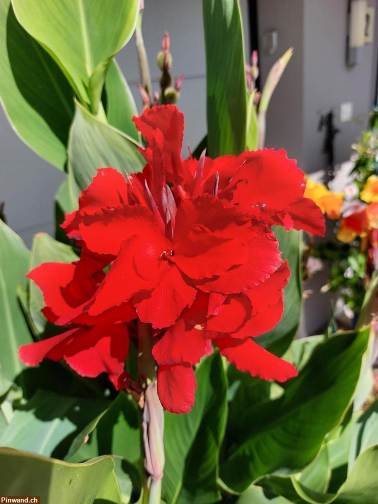 Bild 4: Canna Indisches Blumenrohr zu verkaufen
