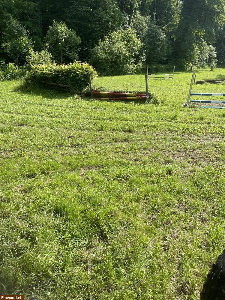 Bild 2: Reitplatz in Allschwil BL sucht Gästereiter