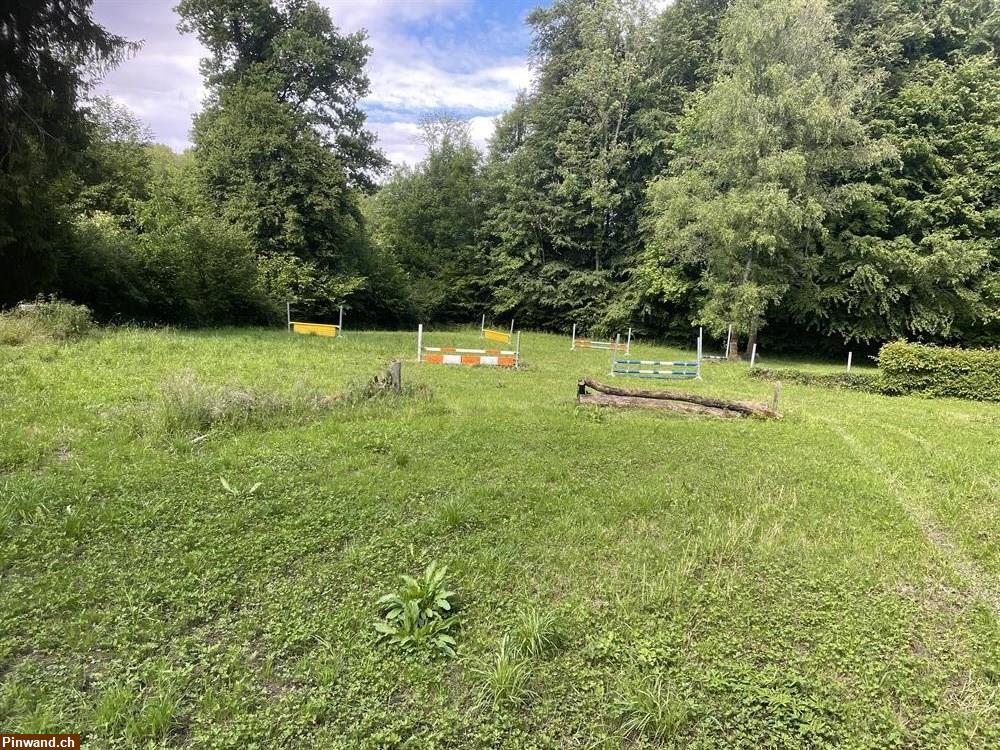 Bild 4: Reitplatz in Allschwil BL sucht Gästereiter