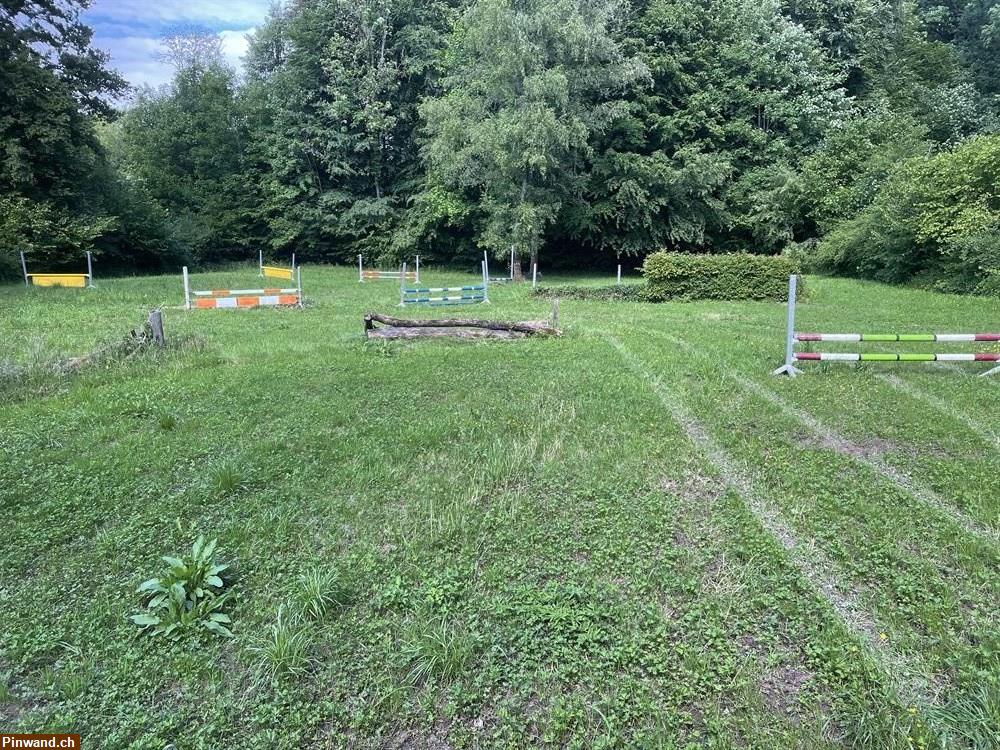 Bild 1: Springplatz Training mit eigenen Pferd in Allschwil