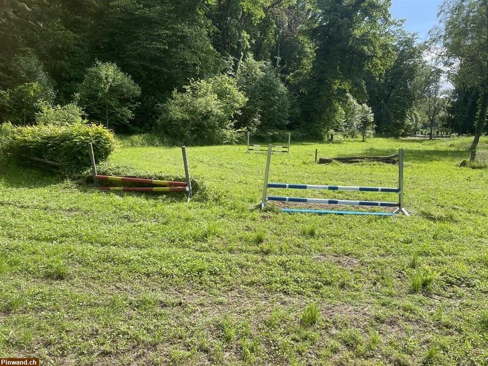 Bild 3: Springplatz Training mit eigenen Pferd in Allschwil