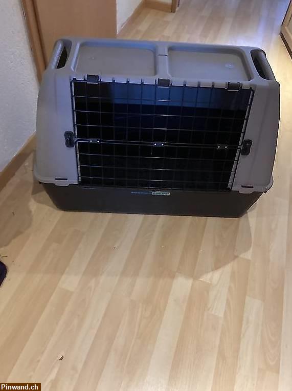 Bild 1: Hunde Transport Boc Bracco zu verkaufen