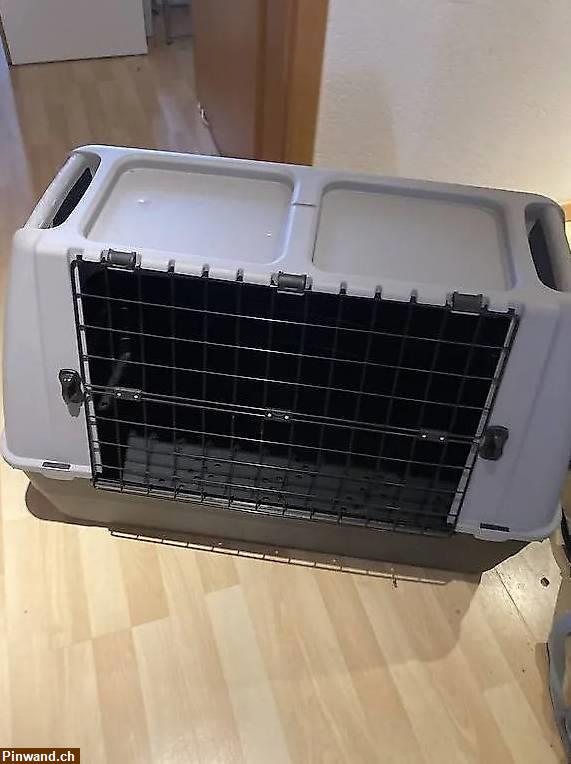 Bild 2: Hunde Transport Boc Bracco zu verkaufen