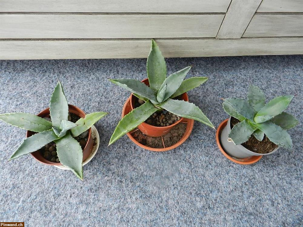 Bild 1: Agave klein 4 Stk. zu verkaufen
