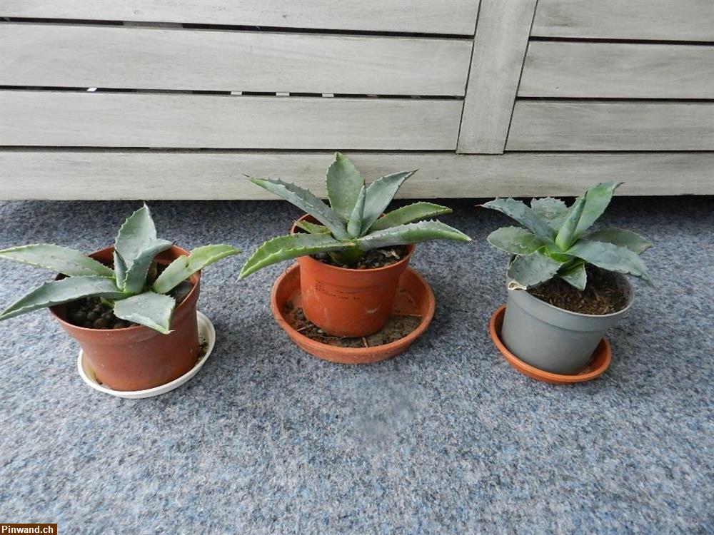 Bild 2: Agave klein 4 Stk. zu verkaufen