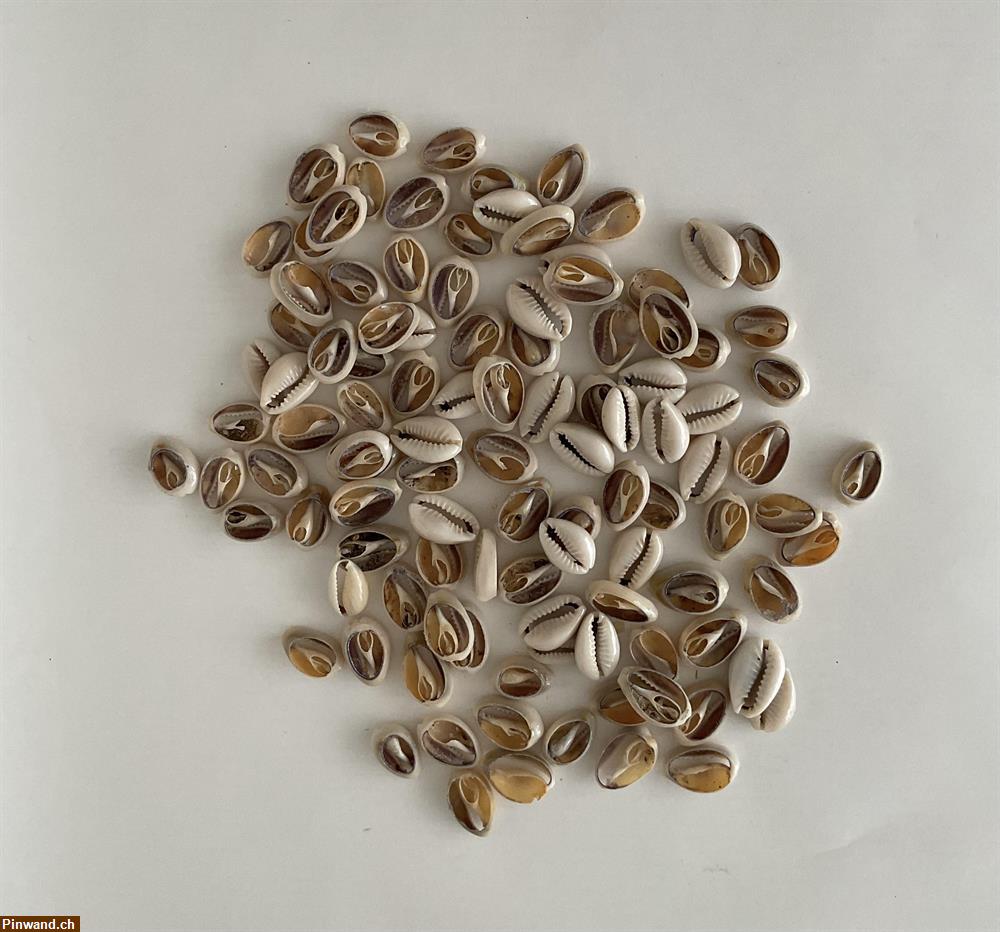 Bild 1: Muscheln offene zu verkaufen