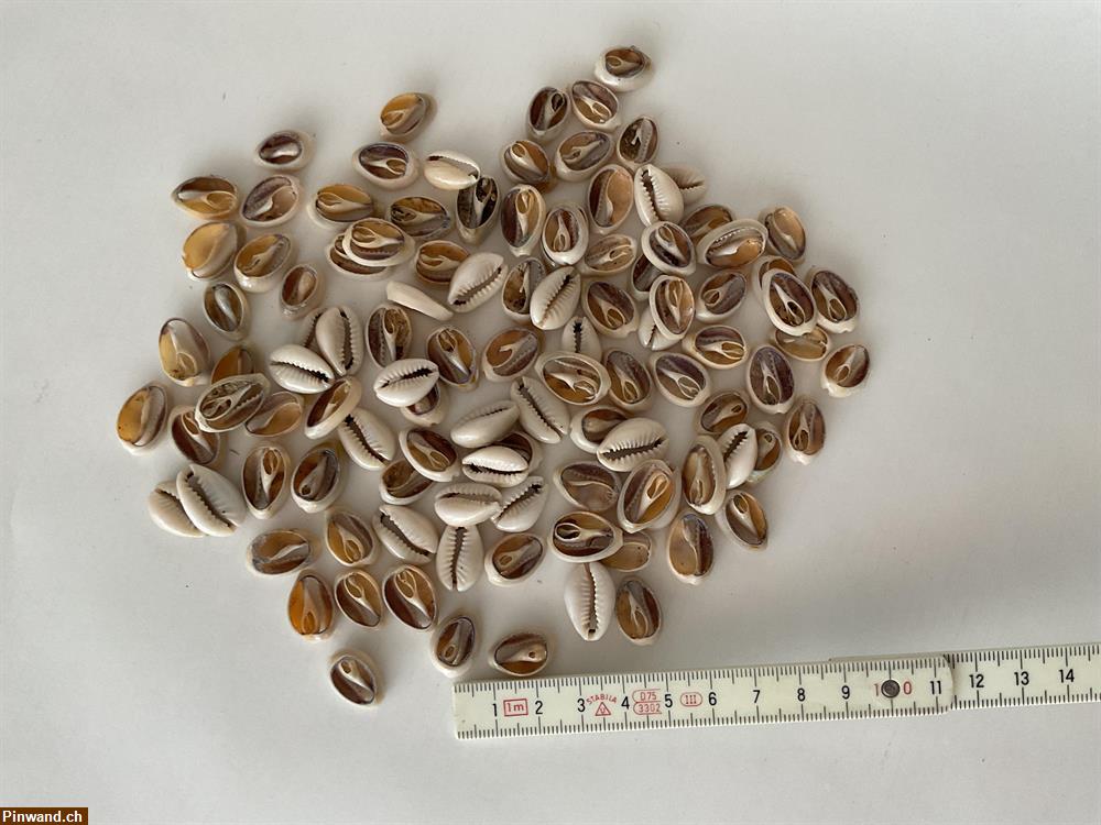 Bild 2: Muscheln offene zu verkaufen