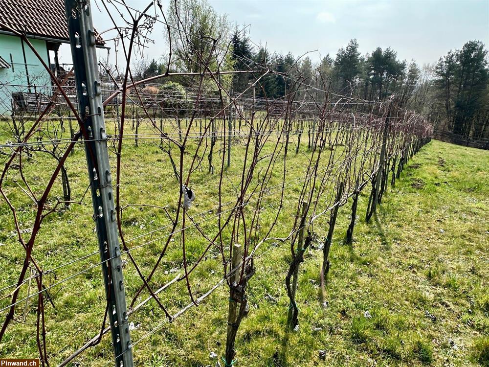 Bild 4: Weingartenhaus mit Weinberg zu verkaufen