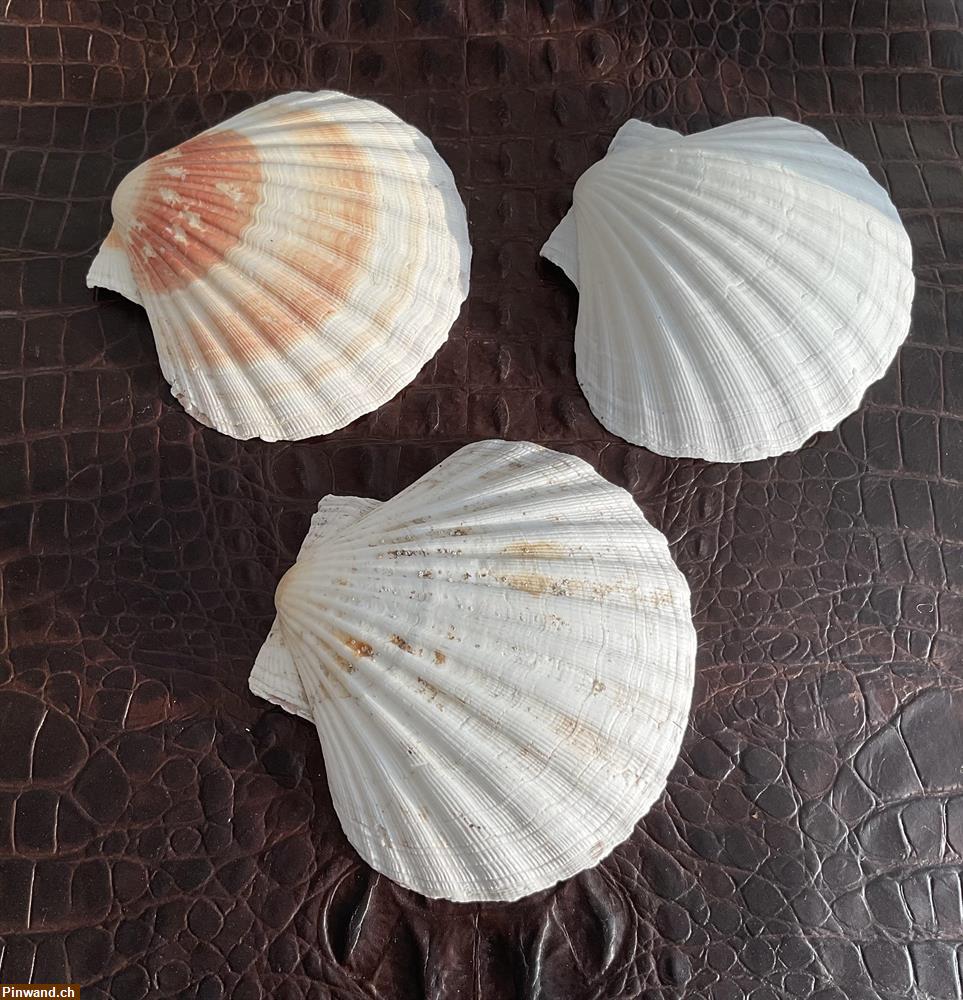 Bild 1: 3er Muscheln zu verkaufen