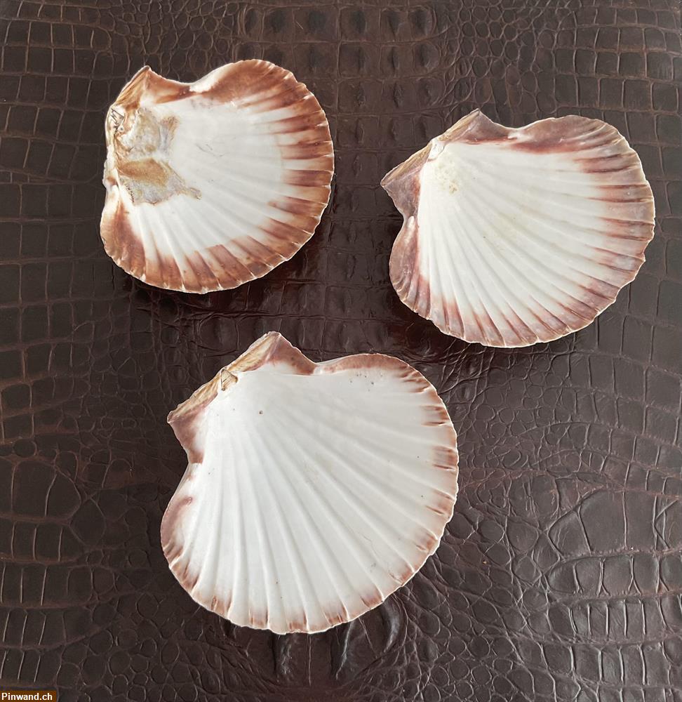 Bild 2: 3er Muscheln zu verkaufen