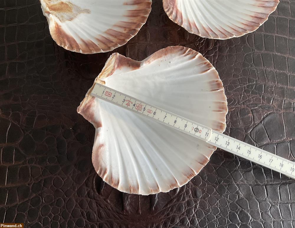 Bild 3: 3er Muscheln zu verkaufen