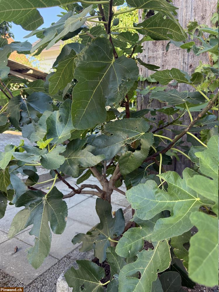 Bild 1: Feigenbaum winterhart zu verkaufen