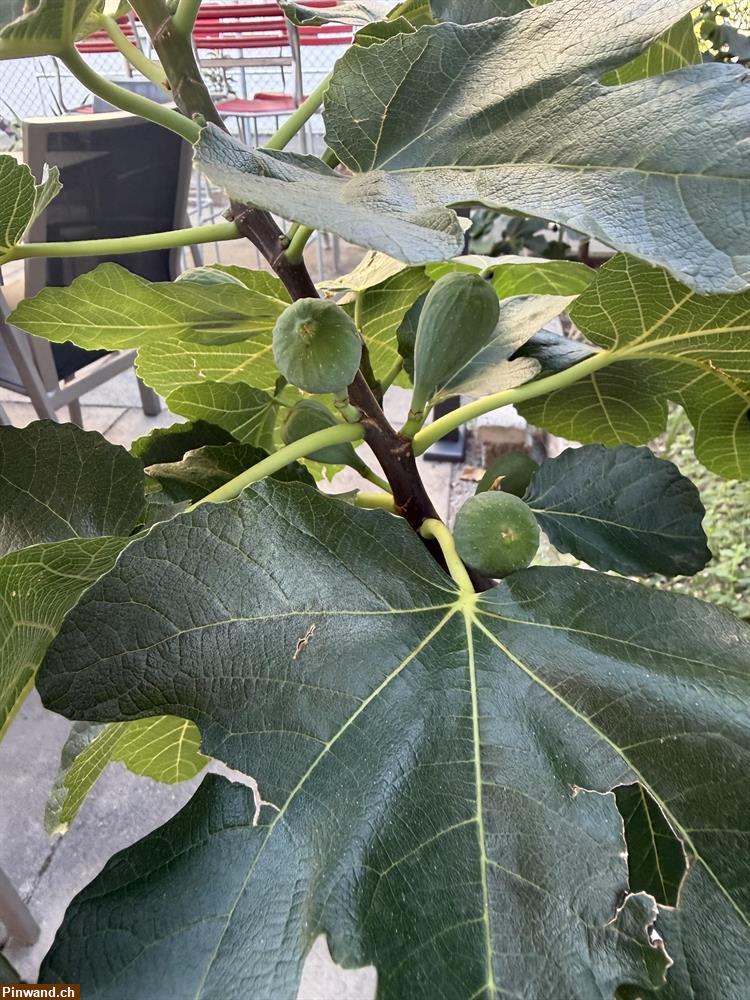Bild 3: Feigenbaum winterhart zu verkaufen
