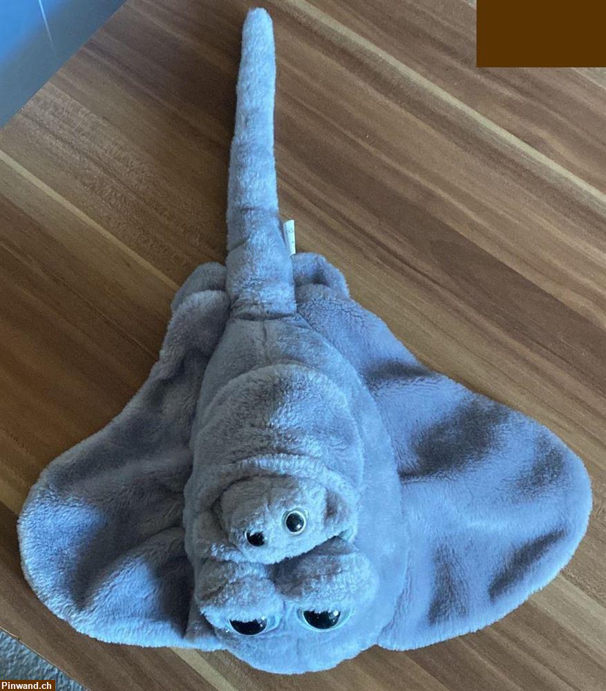 Bild 1: Rochen mit Baby zu verkaufen
