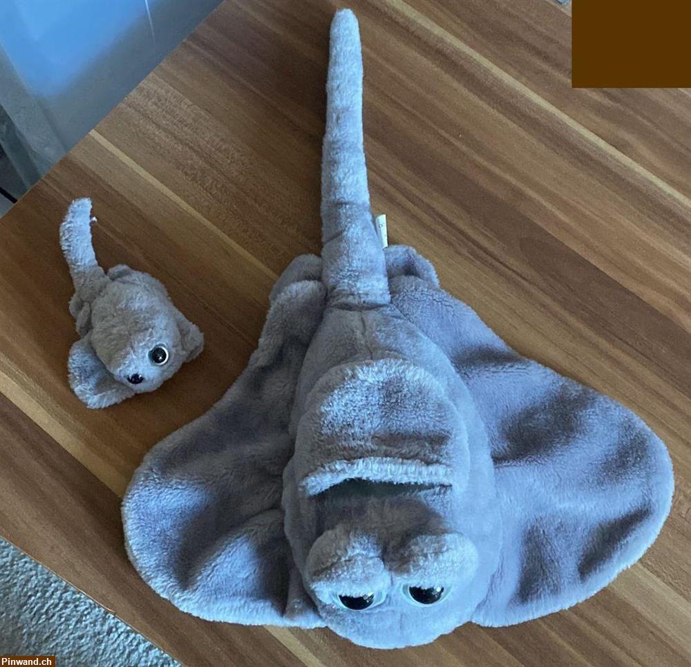 Bild 2: Rochen mit Baby zu verkaufen