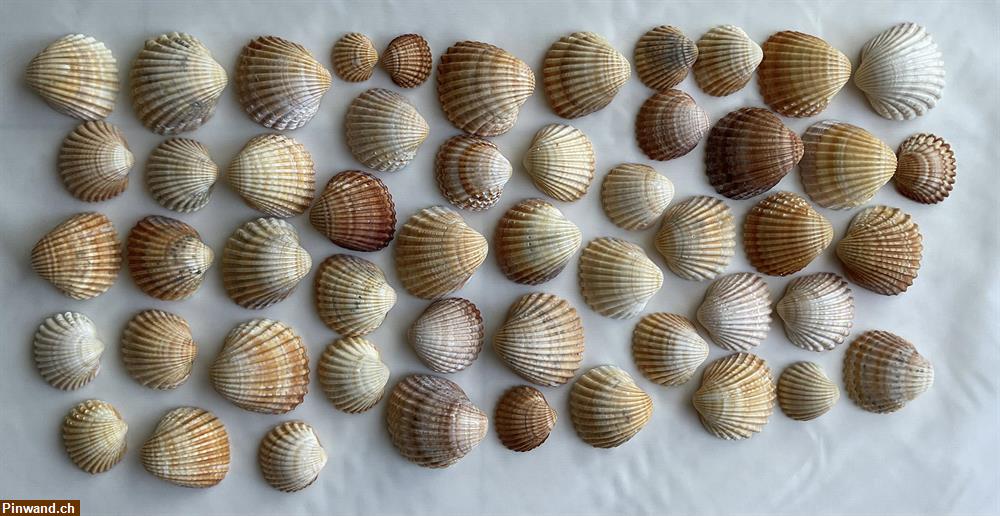 Bild 1: Muscheln braun zu verkaufen