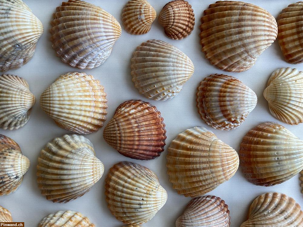 Bild 2: Muscheln braun zu verkaufen